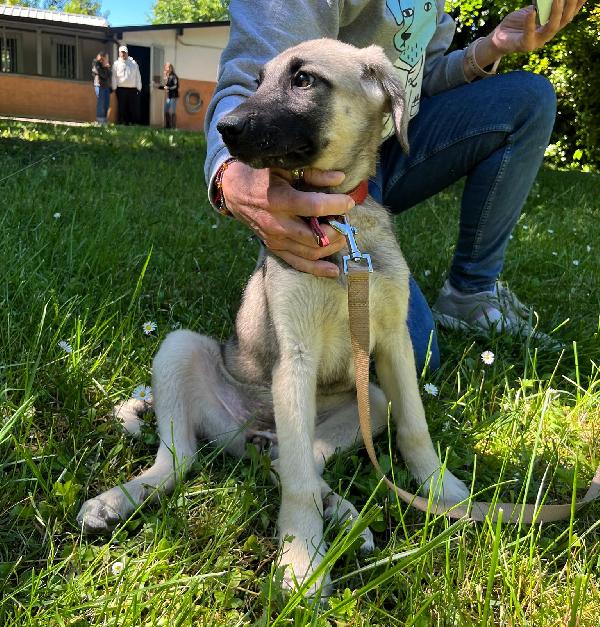 PEPITA BELLISSIMA CUCCIOLA Foto 3